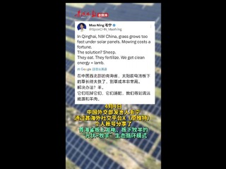 青海光伏电站里的羊，被外交部发言人毛宁点赞了